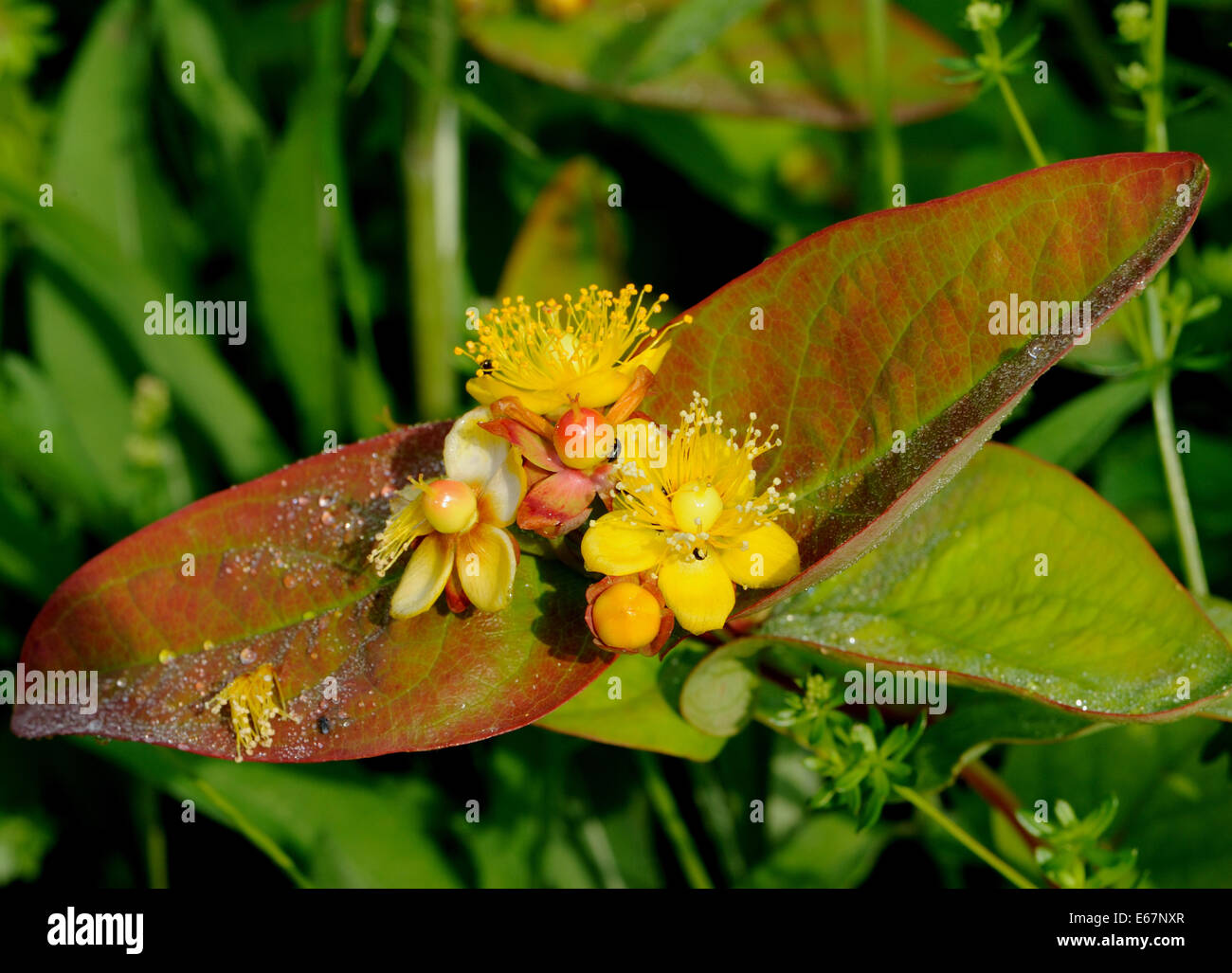 Tutsan o dolce-ambra (Hypericum androsaemum) in fiore cresce su chalk. Orwell, Oxfordshire, Regno Unito. Foto Stock