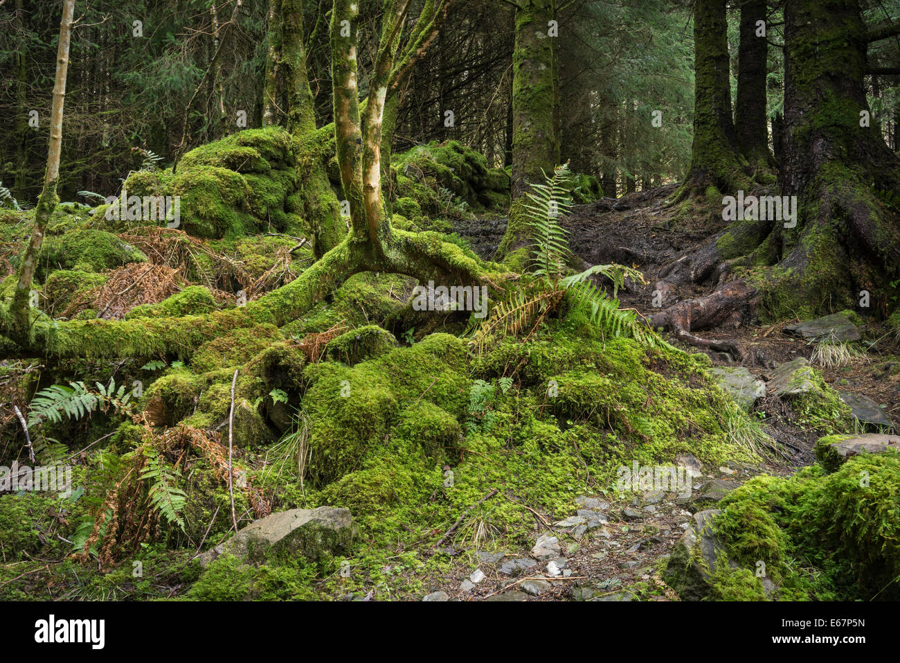Antica foresta a racimolare un' Gealbhan in West Argyll, Scozia Foto Stock