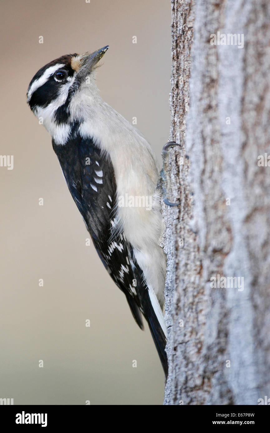 Picchio roverella - Picoides pubescens - femmina adulta Foto Stock