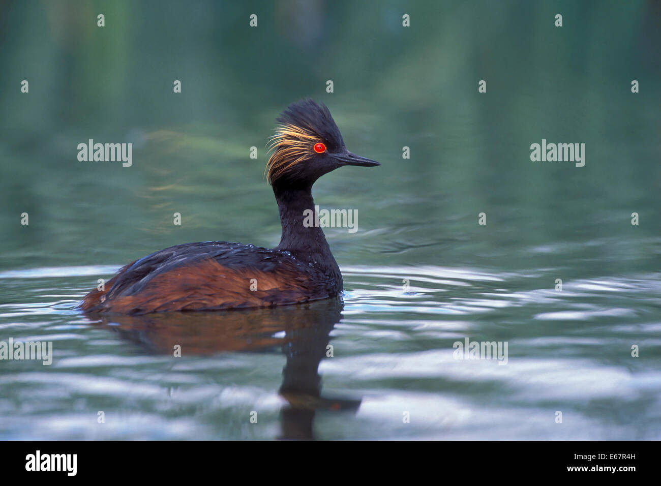 Eared Grebe - Podiceps nigricollis - allevamento adulto Foto Stock