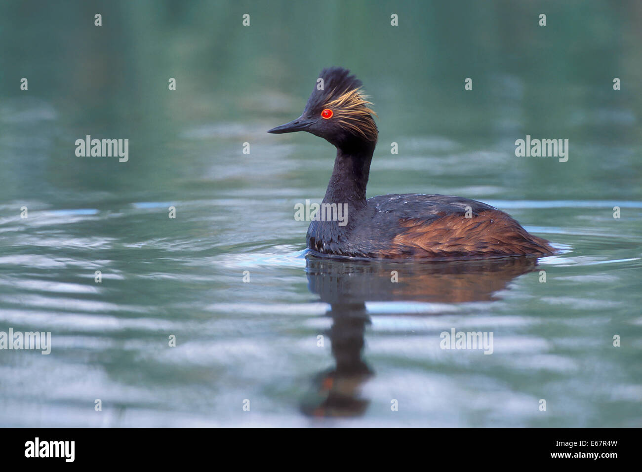 Eared Grebe - Podiceps nigricollis - allevamento adulto Foto Stock