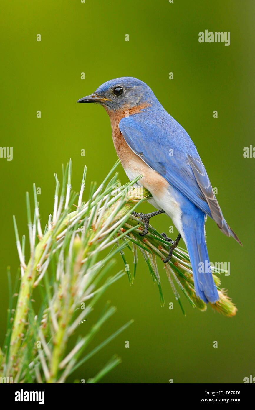 Orientale - Bluebird Sialia sialis - maschio adulto Foto Stock