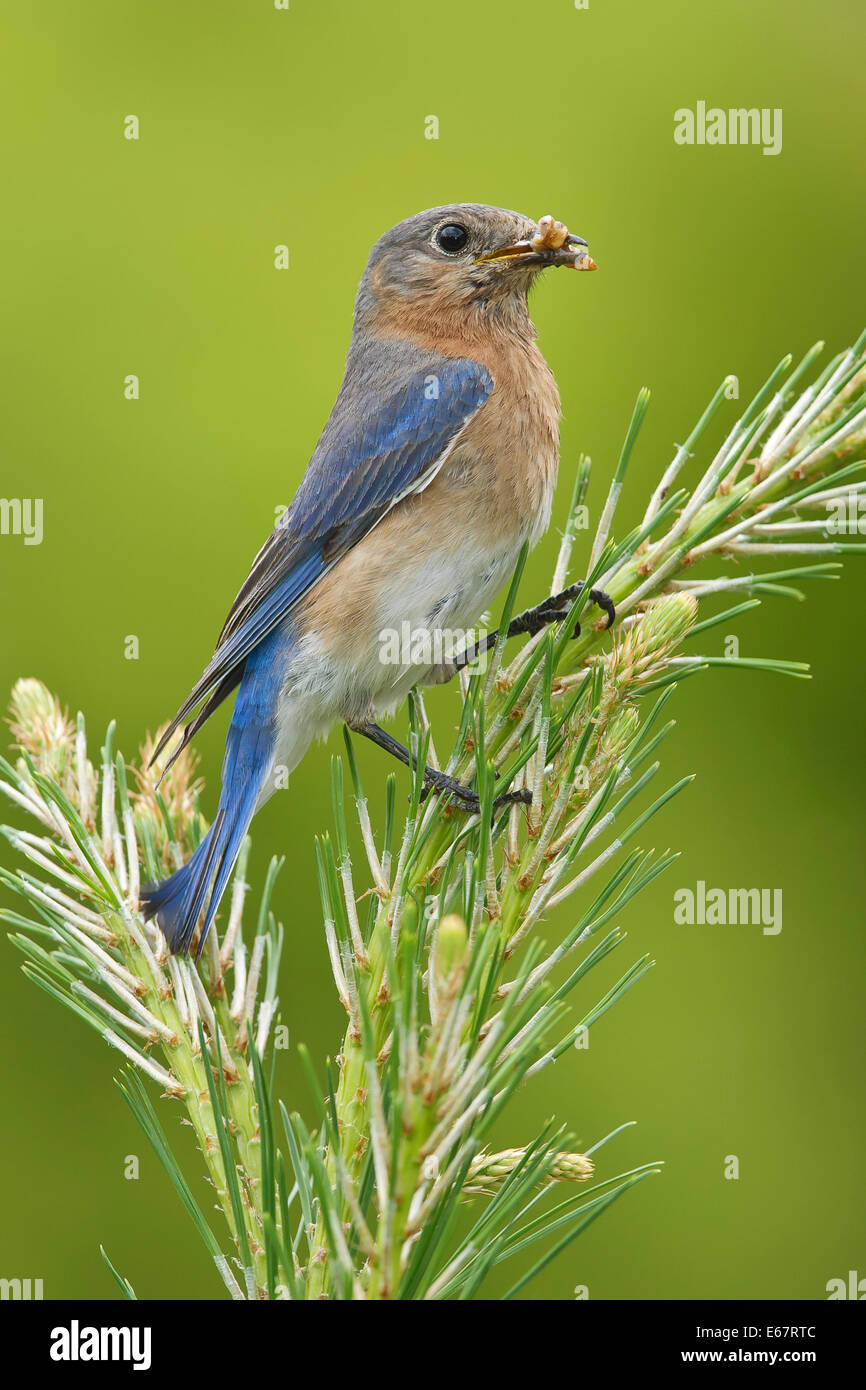 Orientale - Bluebird Sialia sialis - femmina adulta Foto Stock