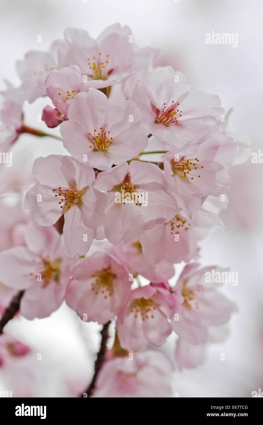 Close-up di fiori di ciliegio in piena fioritura di Miyajima, Giappone Foto Stock