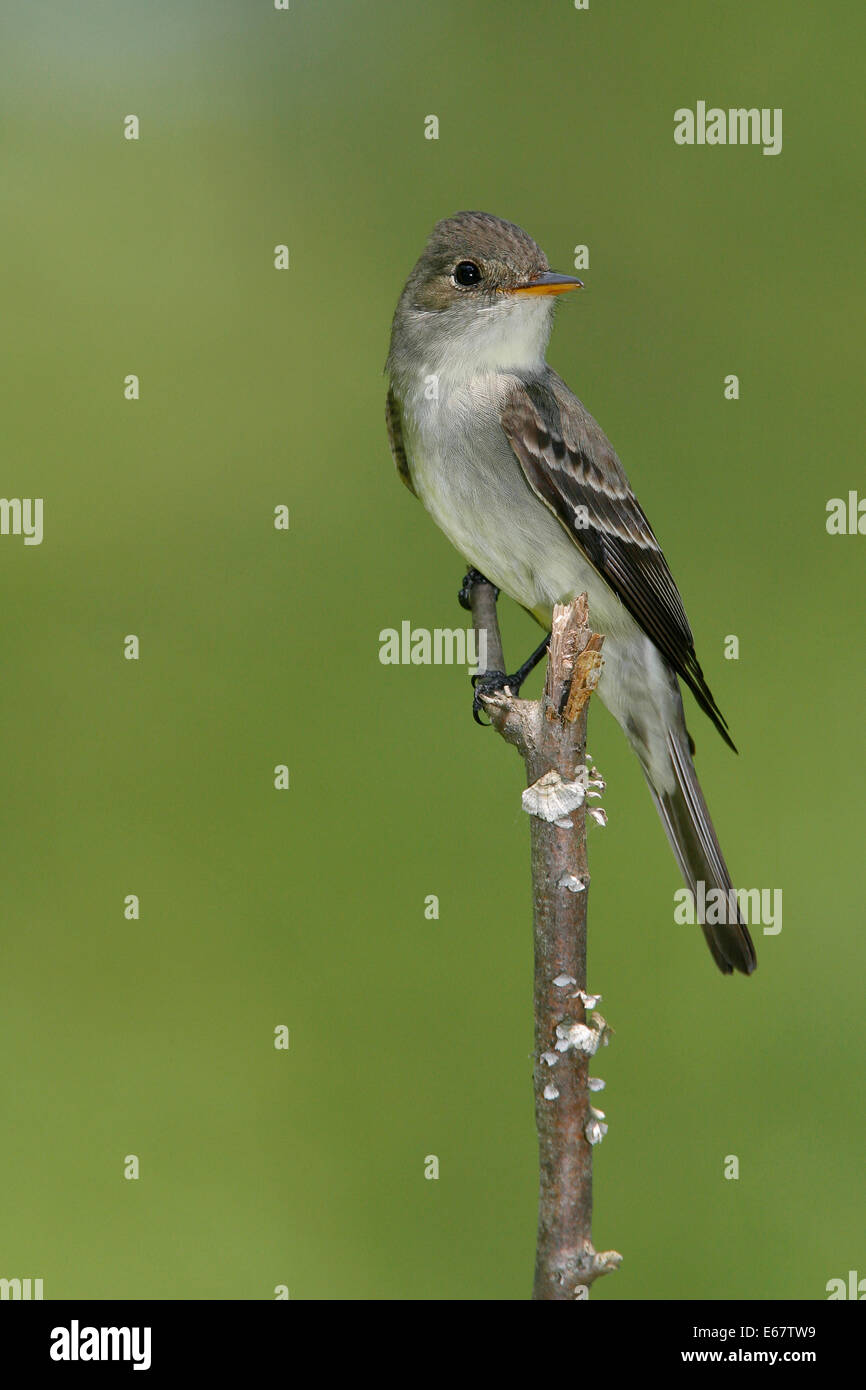 Wood-Pewee orientale - Contopus virens Foto Stock