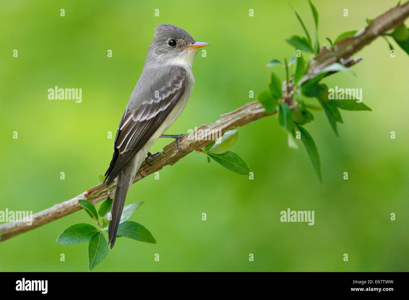 Wood-Pewee orientale - Contopus virens Foto Stock