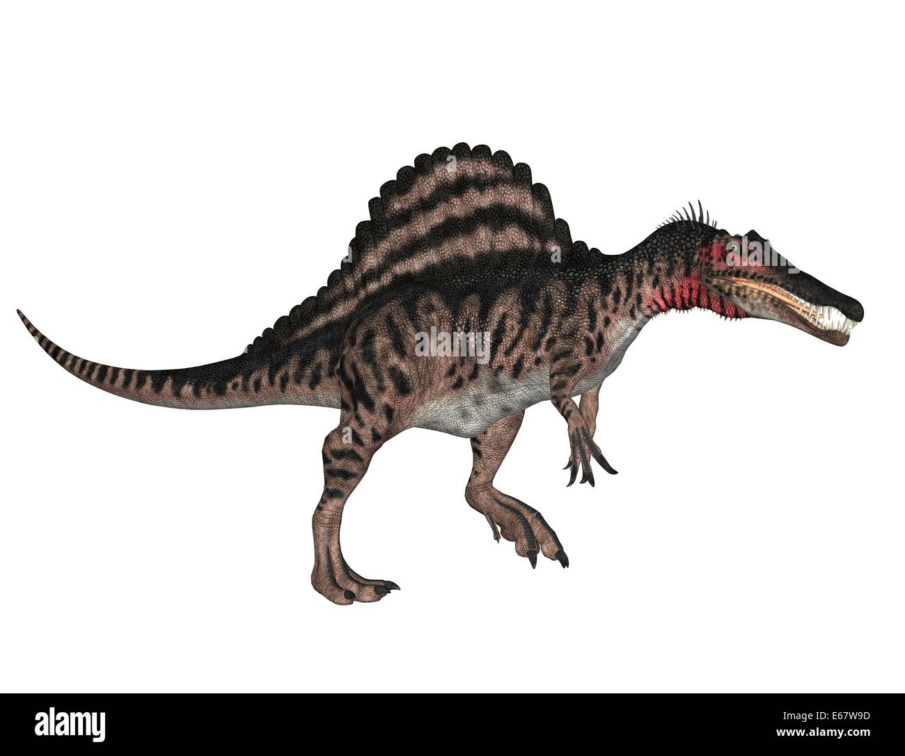 Dinosaurier Spinosaurus / Spinosaurus dinosauro Foto Stock