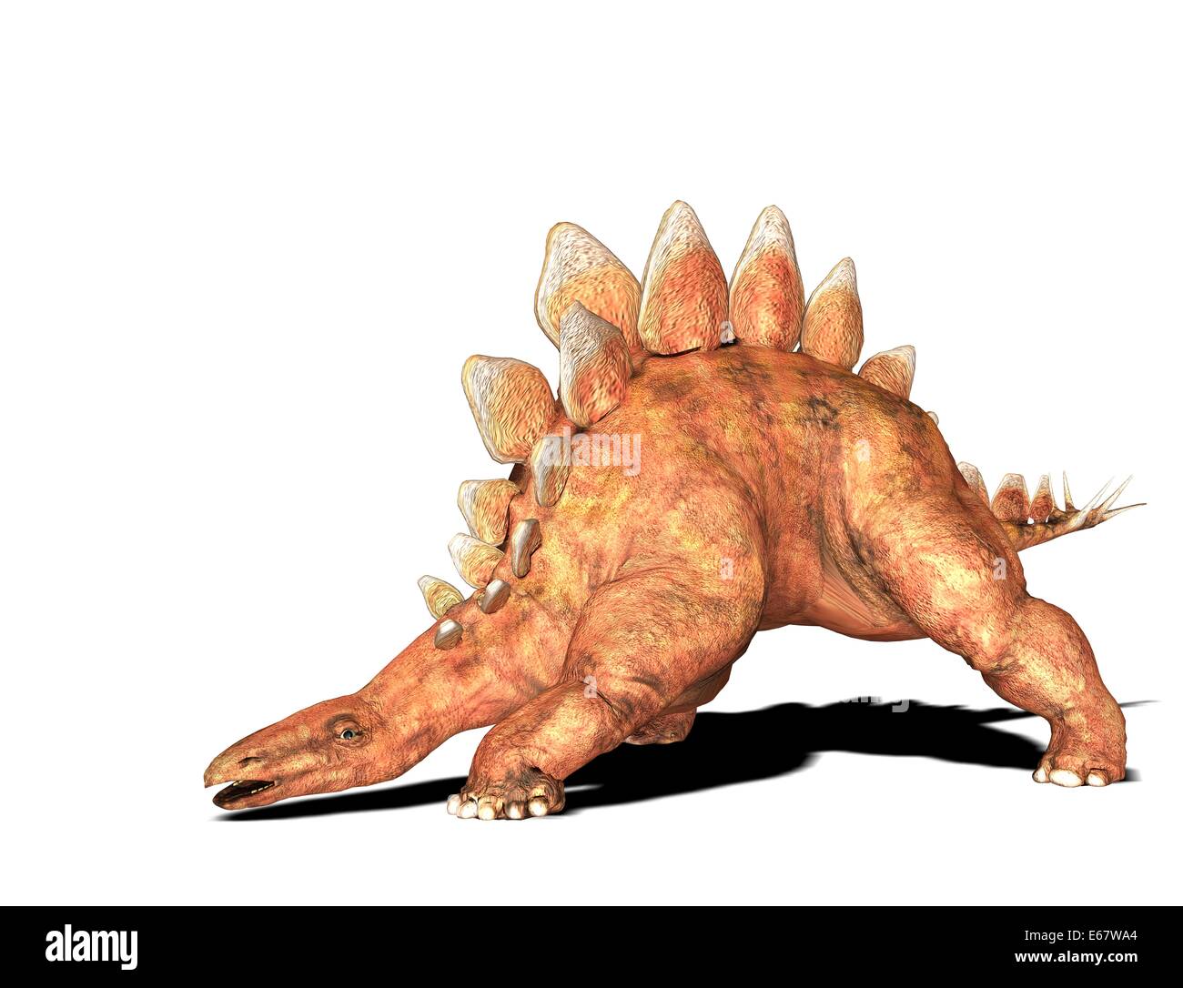 Dinosaurier Stegosaurus / dinosauro Stegosaurus Foto Stock