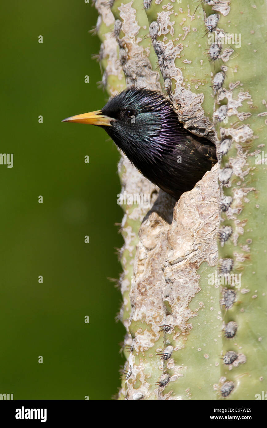 Starling - Sturnus vulgaris - allevamento adulto Foto Stock