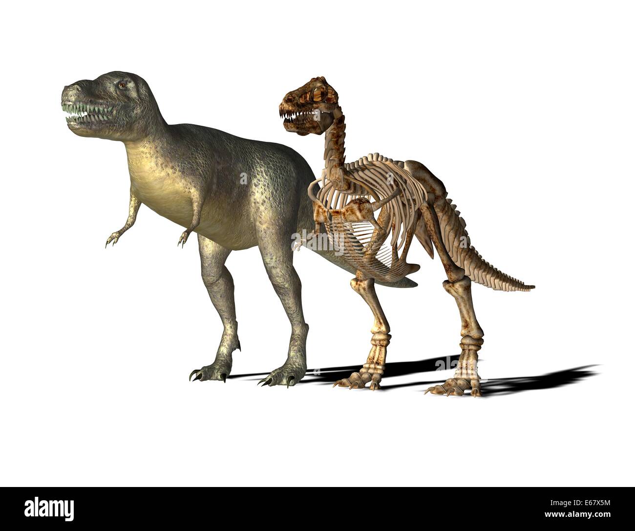 Dinosaurier Tyrannosaurus rex / dinosaur Tyrannosaurus rex Foto Stock
