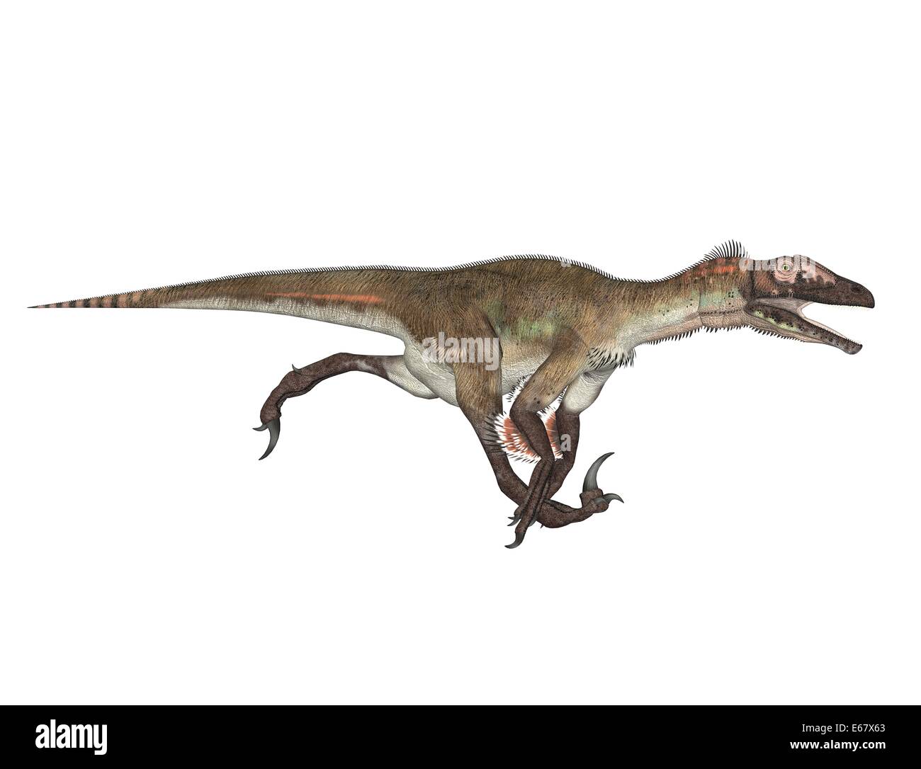 Dinosaurier Utahraptor / dinosauro Utahraptor Foto Stock