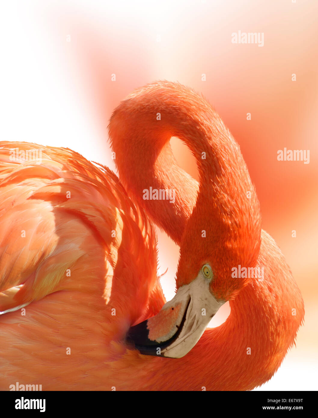 Close Up di Flamingo ritratto Foto Stock