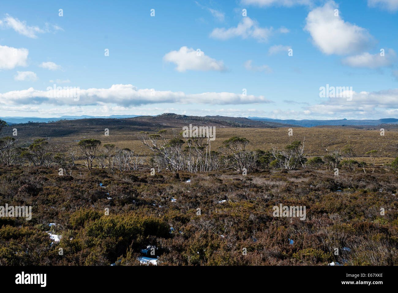 Aprire le pianure e gomma di alberi, Overland Track, Tasmania, Australia Foto Stock