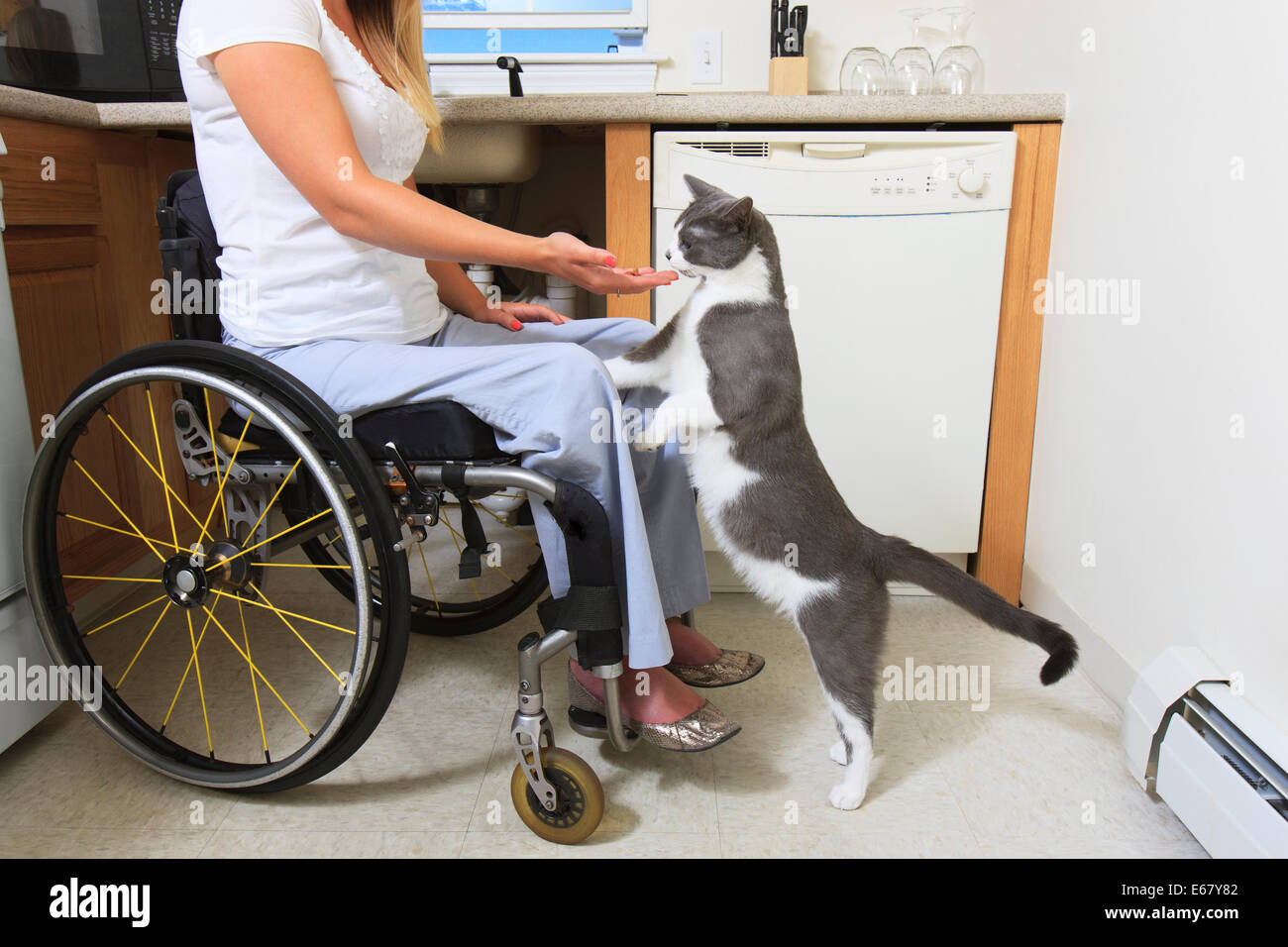 Donna con lesioni al midollo spinale in cucina accessibile alimentando il suo gatto Foto Stock