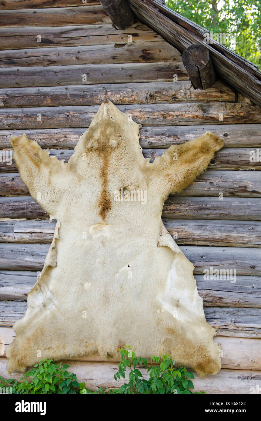 Bear nascondi pelle pelt appeso alla parete di cabina di registro nel centro storico della città d'oro Barkerville, British Columbia, Canada. Foto Stock