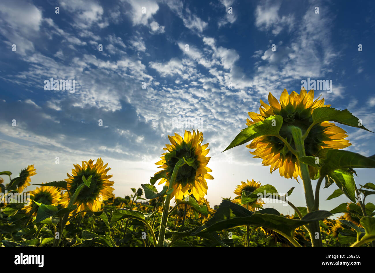 Girasoli rivolta verso il sole sotto il bellissimo cielo Foto Stock