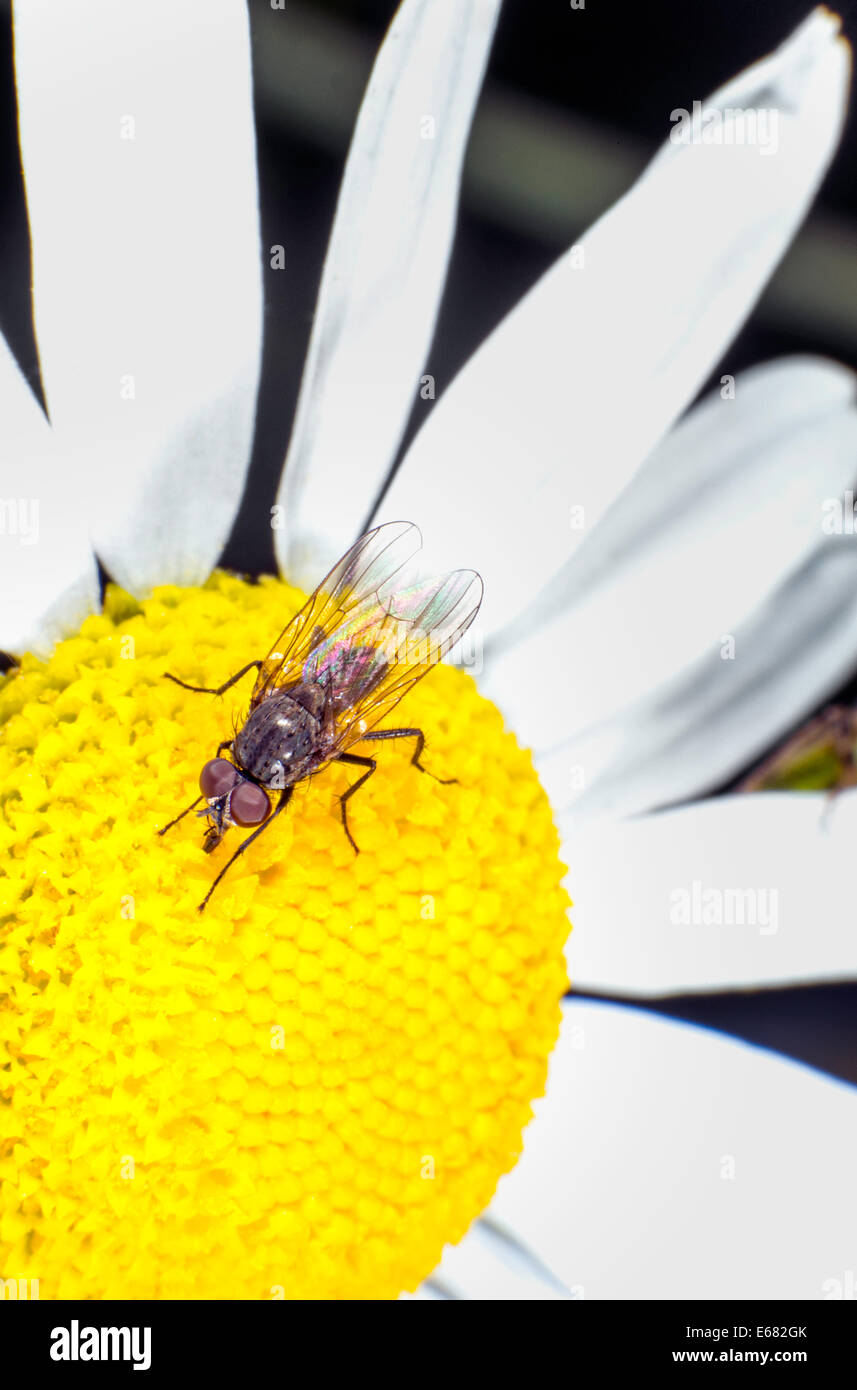 Volare su un fiore Foto Stock