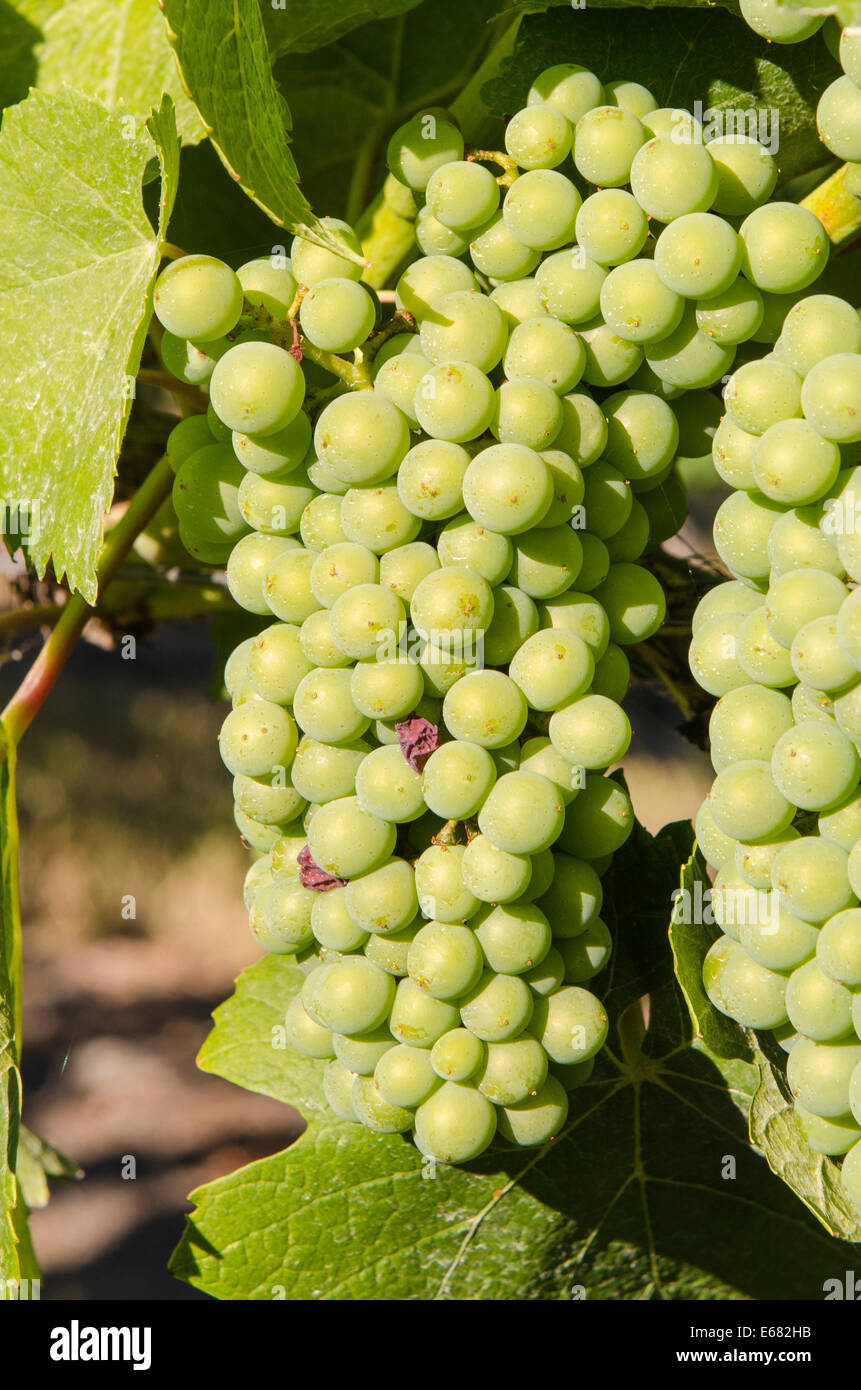 Grappolo di uva verde vitigno a quaglie' Cantina Gate Okanagan Valley, Kelowna, interior British Columbia, BC, Canada. Foto Stock