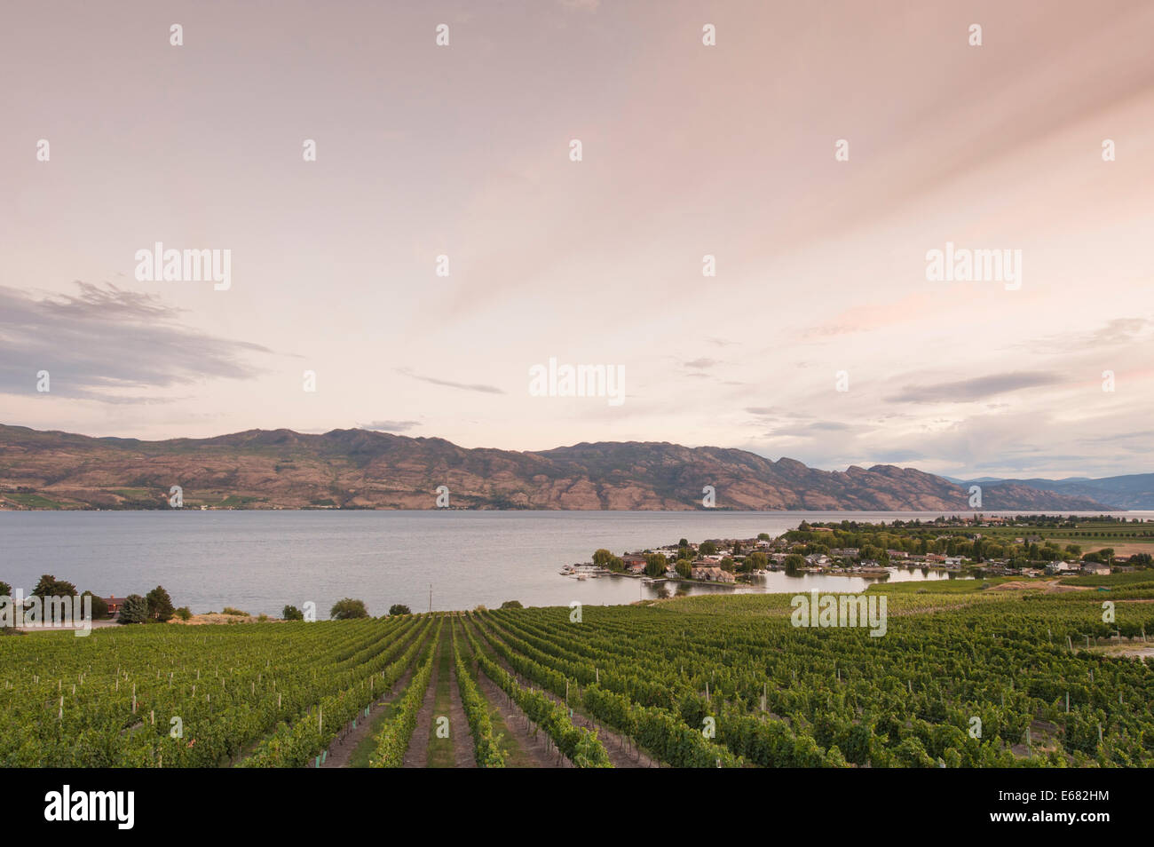 I vitigni vigneto cantina agricoltura sul Lago Okanagan a quaglie' Cantina di gate, Kelowna, interior British Columbia, BC, Canada. Foto Stock