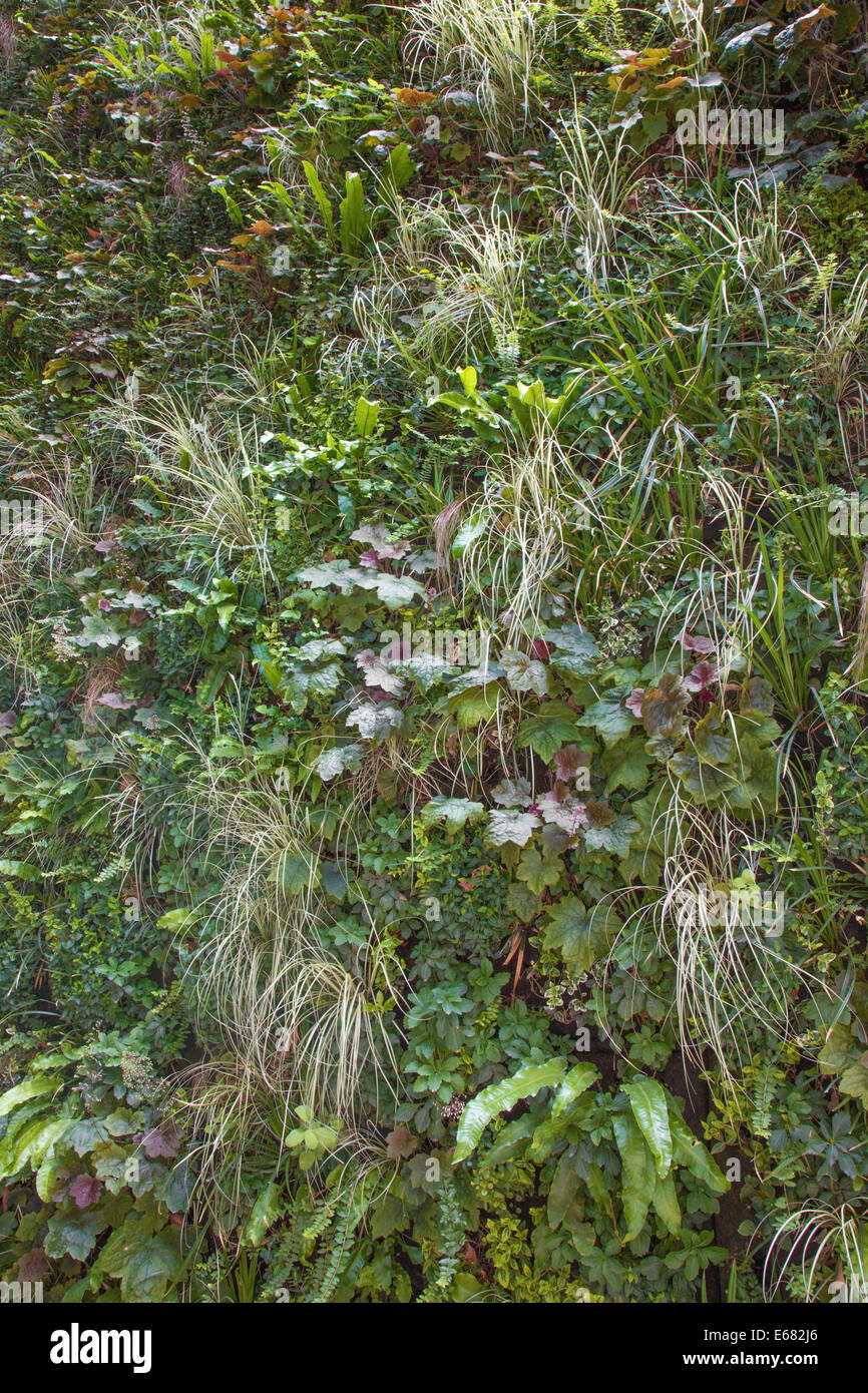 Parete Verde - giardino verticale Foto Stock