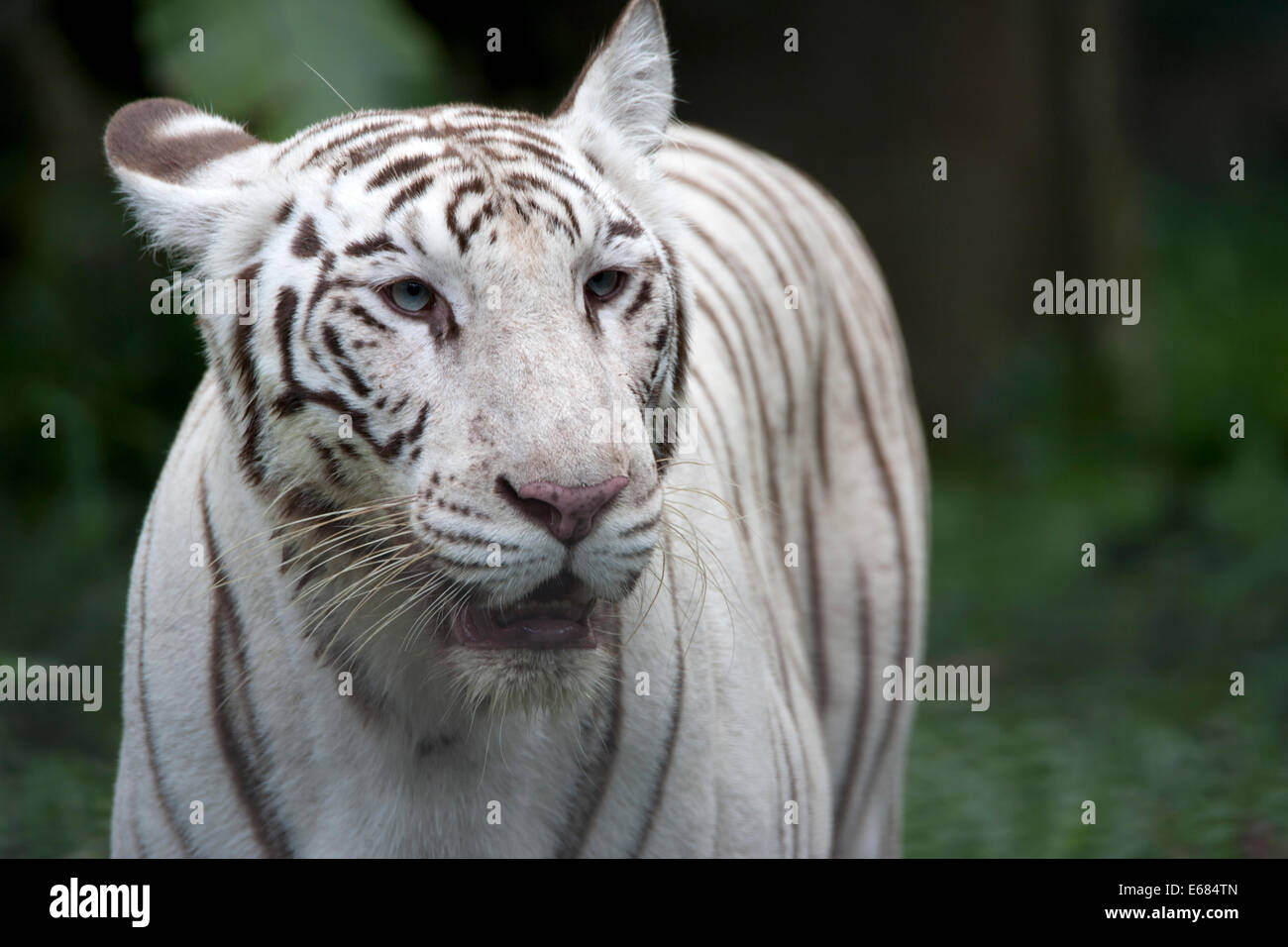 Tigre bianca Foto Stock
