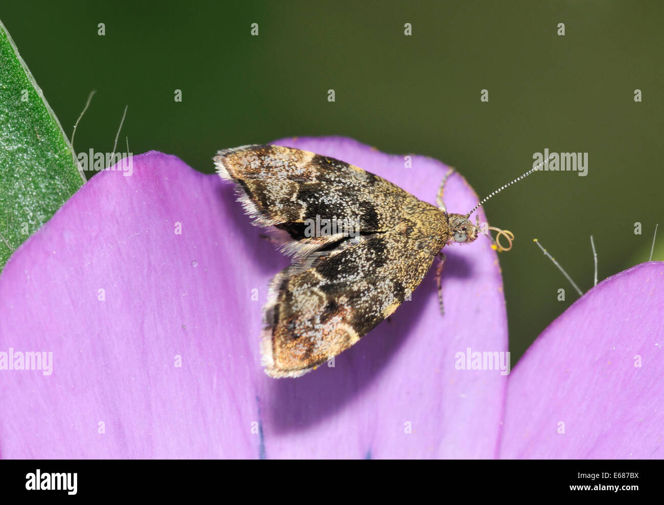 Ortica-tap - Anthophila fabriciana Micro-moth sull Corncockle - Agrostemma githago Foto Stock