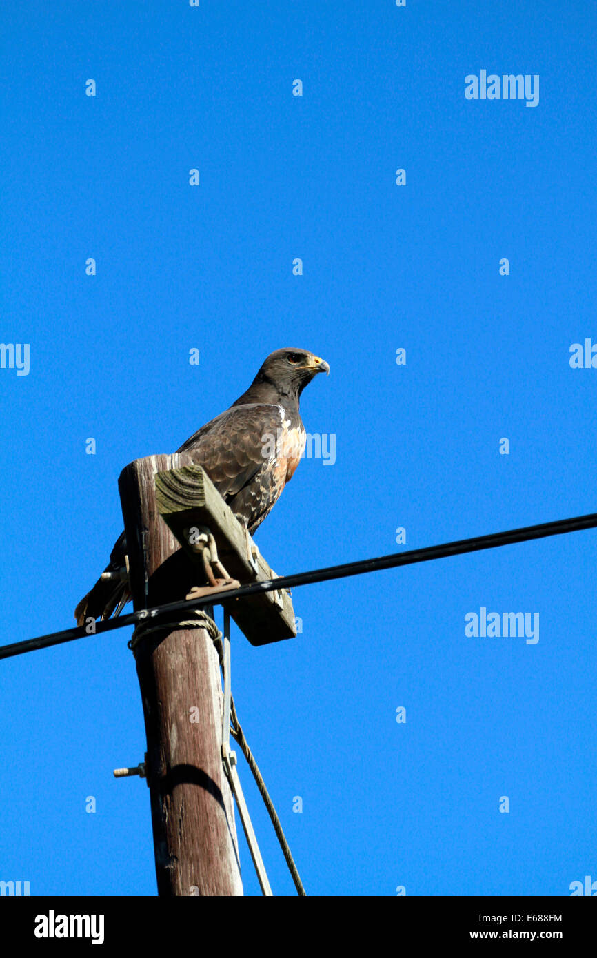 Buteo trizonatus (foresta poiana) appollaiato su un palo telefonico vicino alla città di Darling nella provincia del Capo occidentale. Foto Stock