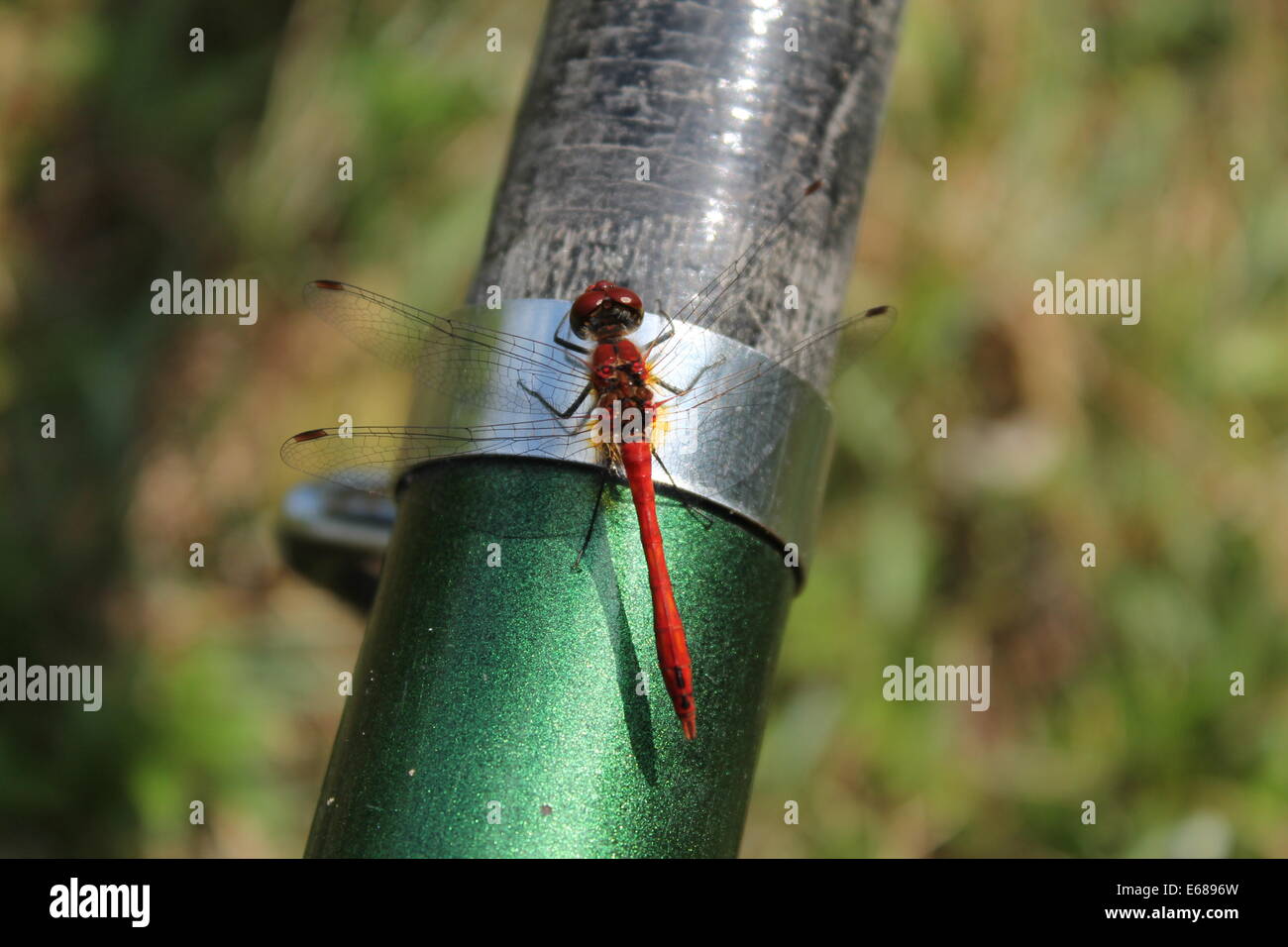 Rosso luce sottile dragonfly con crystal clear ali sedersi sulla riva del fiume Foto Stock