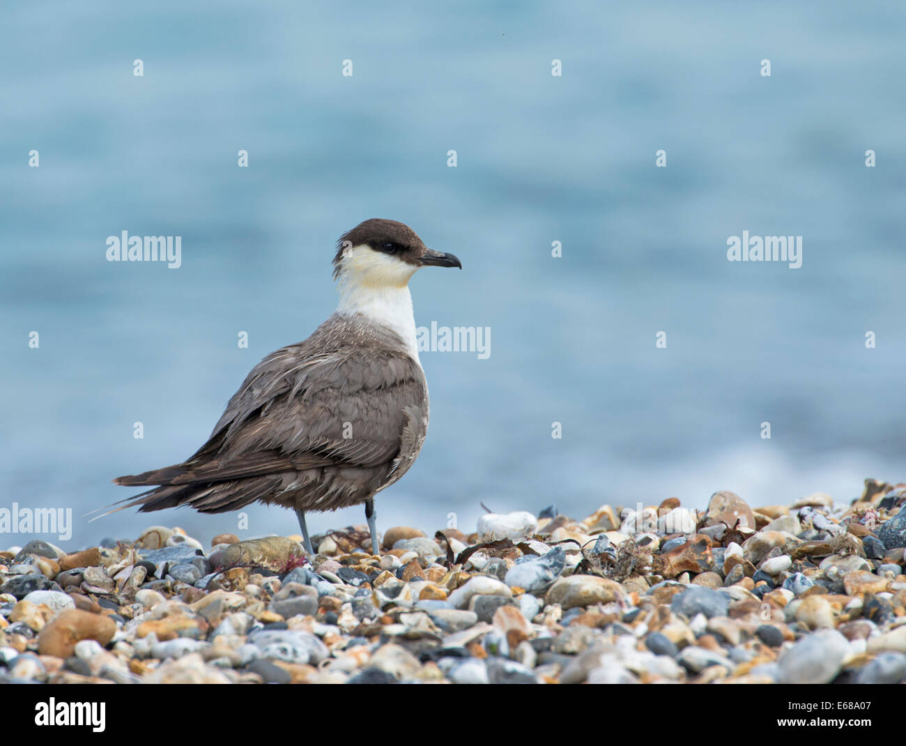 Long-tailed skua o jaeger (Stercorarius longicaudus) sulla migrazione autunnale con piumaggio abraso. Foto Stock