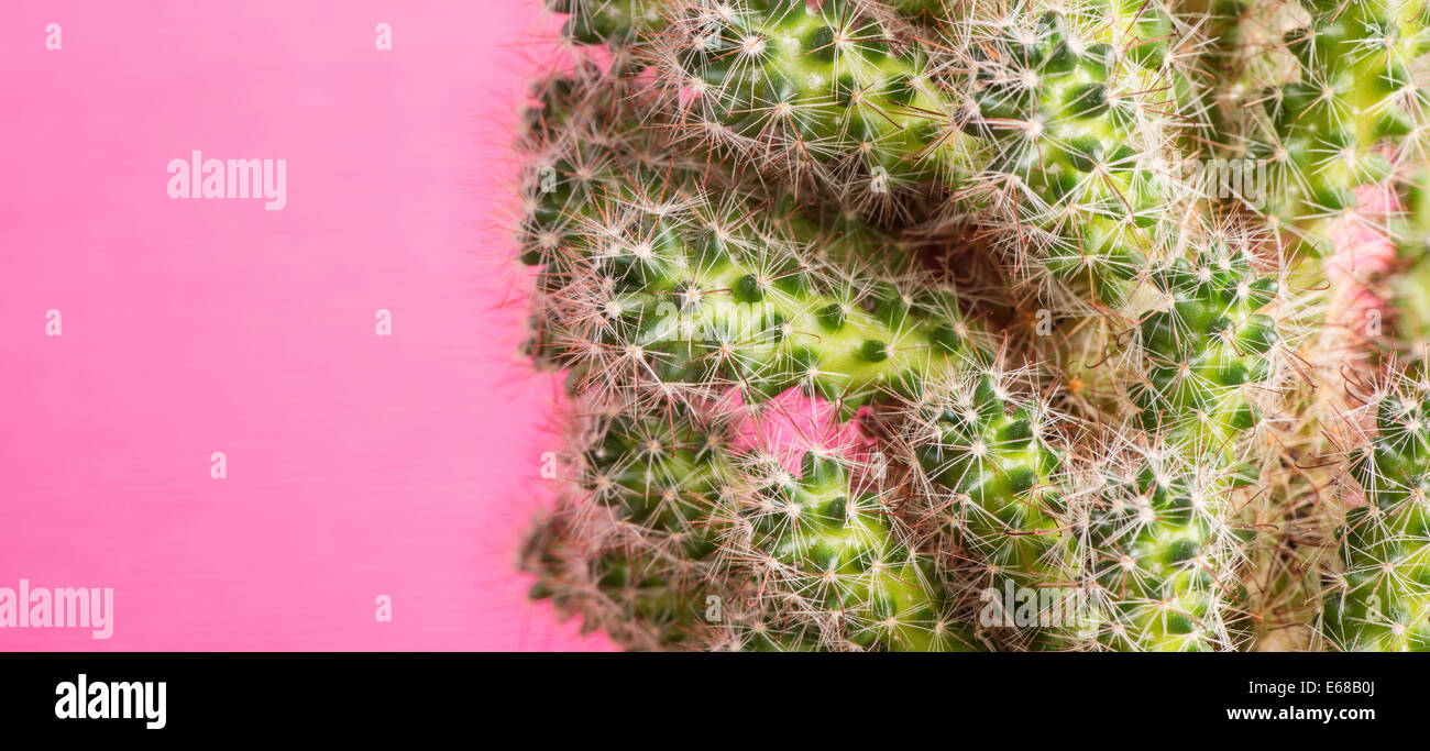 Close up di cactus con sfondo rosa Foto Stock