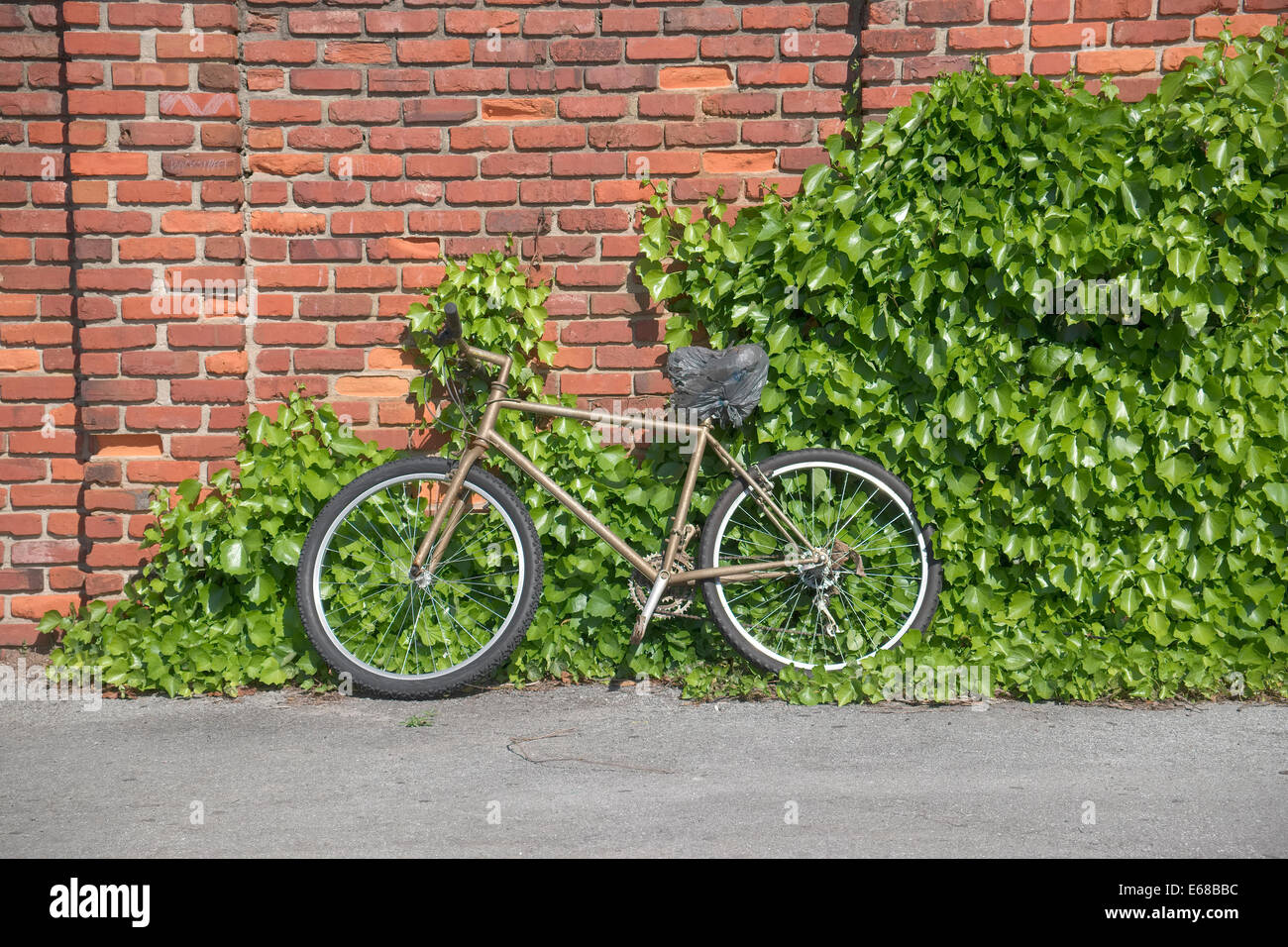 Vecchia bicicletta appoggiata contro un muro di mattoni con vigneti che crescono. Foto Stock