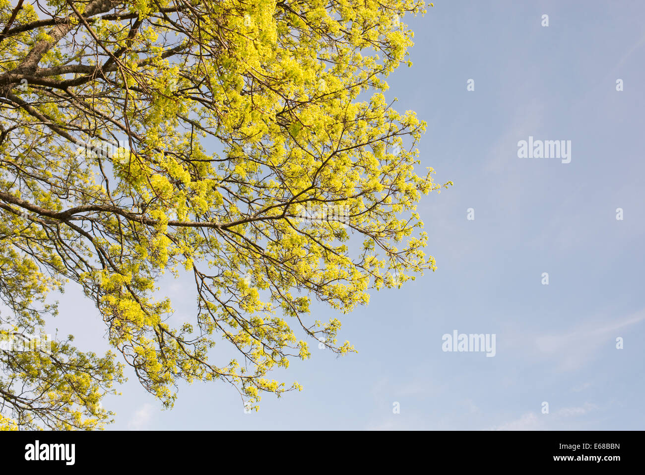 Primavera la natura scena con alberi da sole e cielo blu. Foto Stock