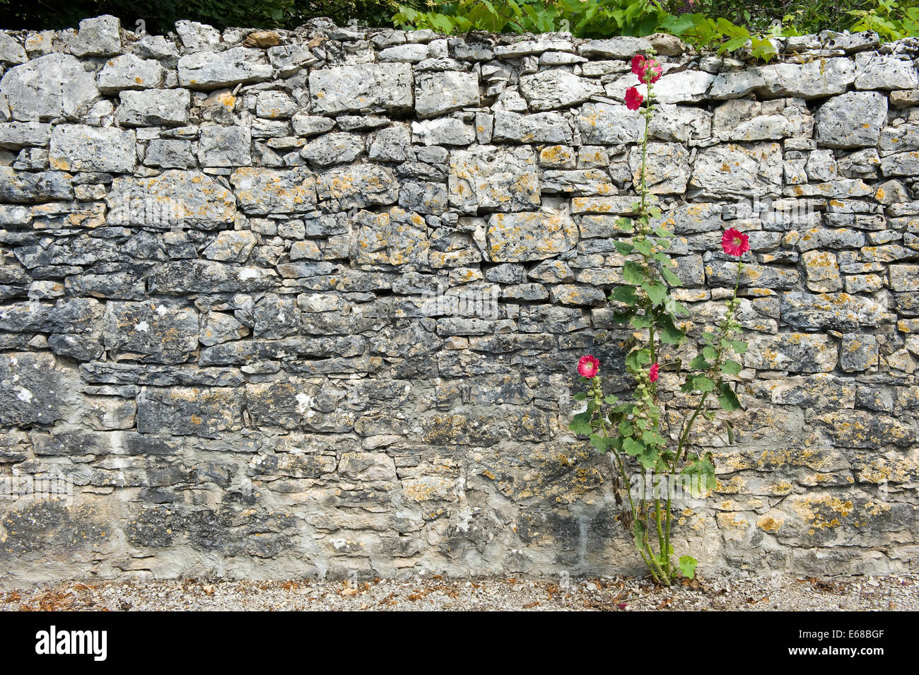 Un impianto in crescendo di fronte a un muro nel sud della Francia Foto Stock