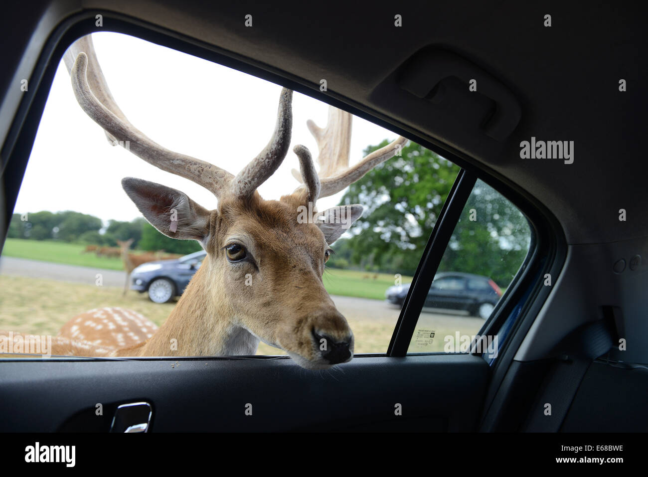 Longleat Safari Park, alimentazione di daini, Wiltshire, Inghilterra Foto Stock