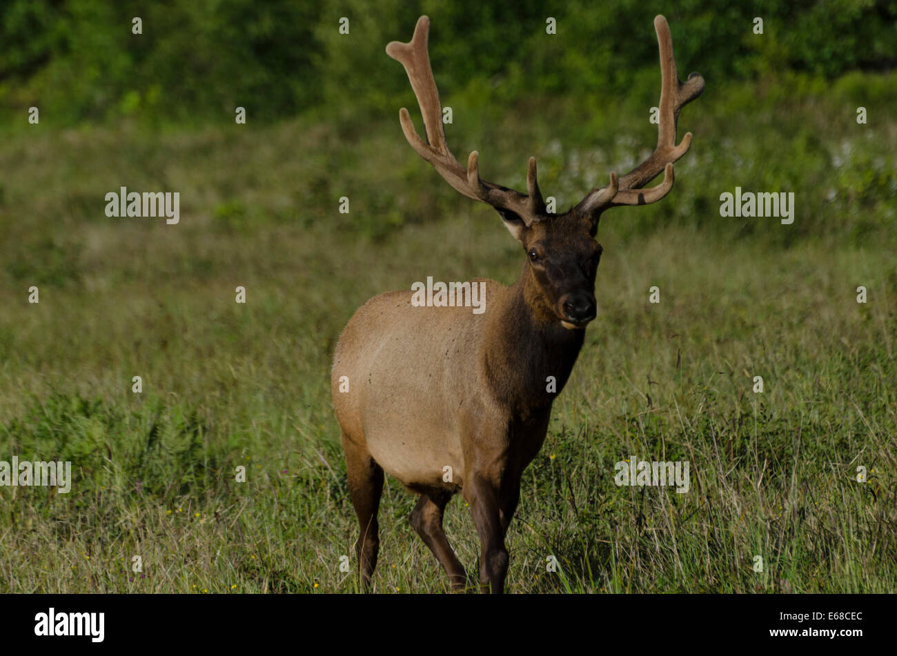 Roosevelt Elk tori (Cervus canadensis roosevelti) con corna in velluto che alimentino la loro crescita fino al capannone nel f Foto Stock