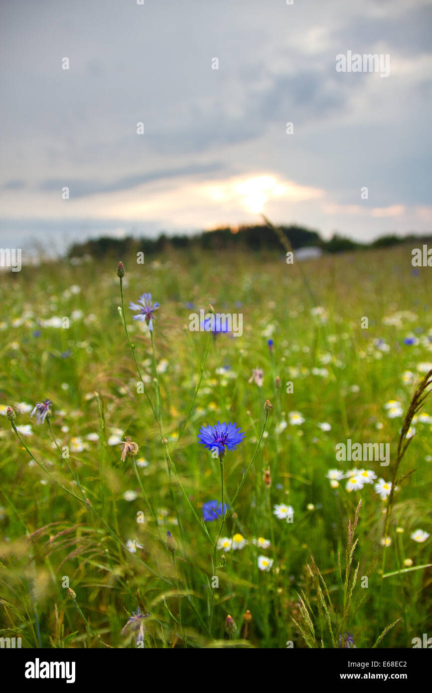 Fiori Selvatici nel centro dell'Europa in Bielorussia Foto Stock