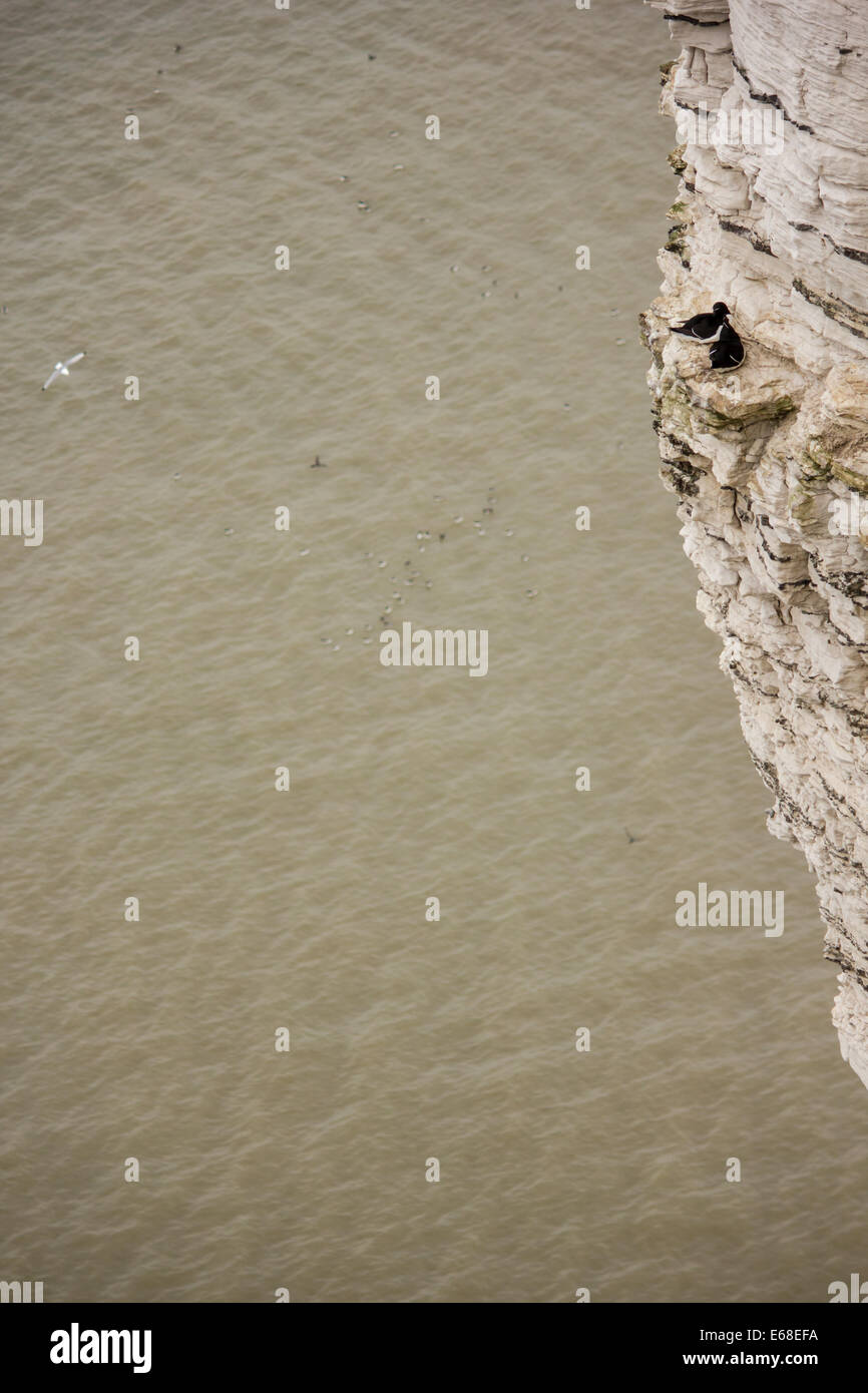 Razorbills alca torda, una coppia sedersi sul loro nido su una scogliera di fronte. Bempton Cliffs rspb riserva, aprile. Foto Stock