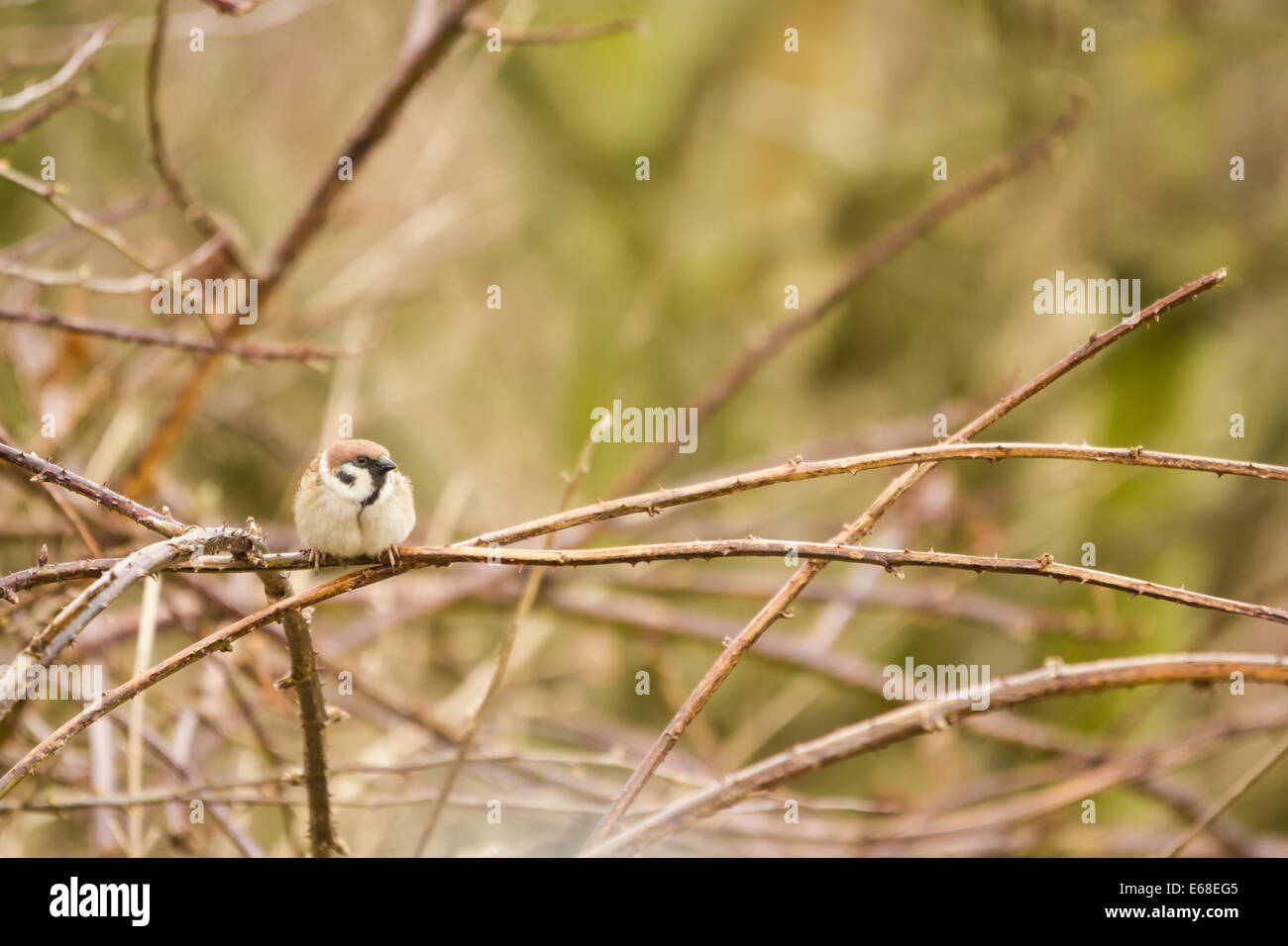 Passera mattugia Passer montanus, una persona si siede in cima a un groviglio di rovo, Bempton Cliffs rspb riserva, aprile. Foto Stock