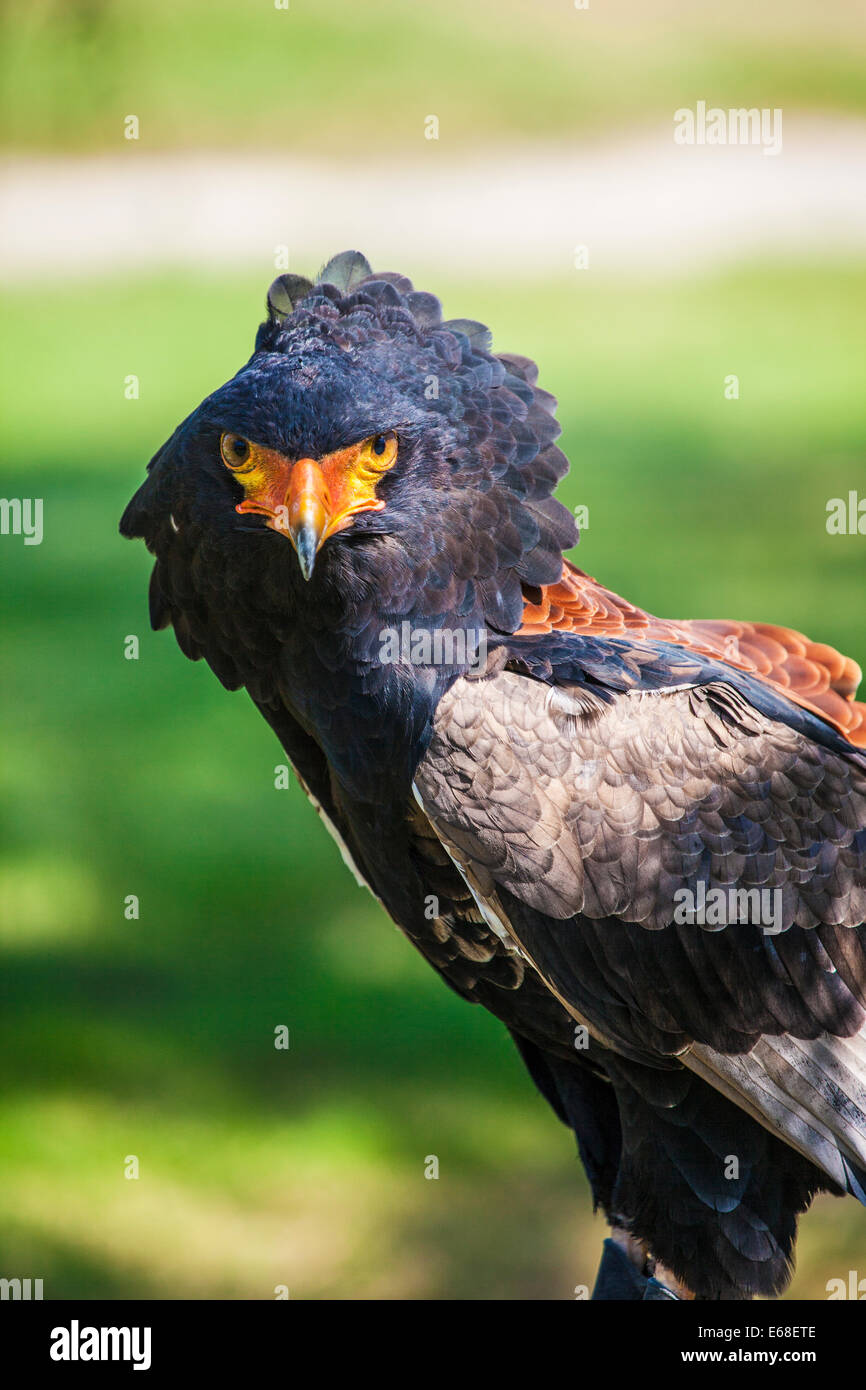 Un captive bateleur eagle. Foto Stock