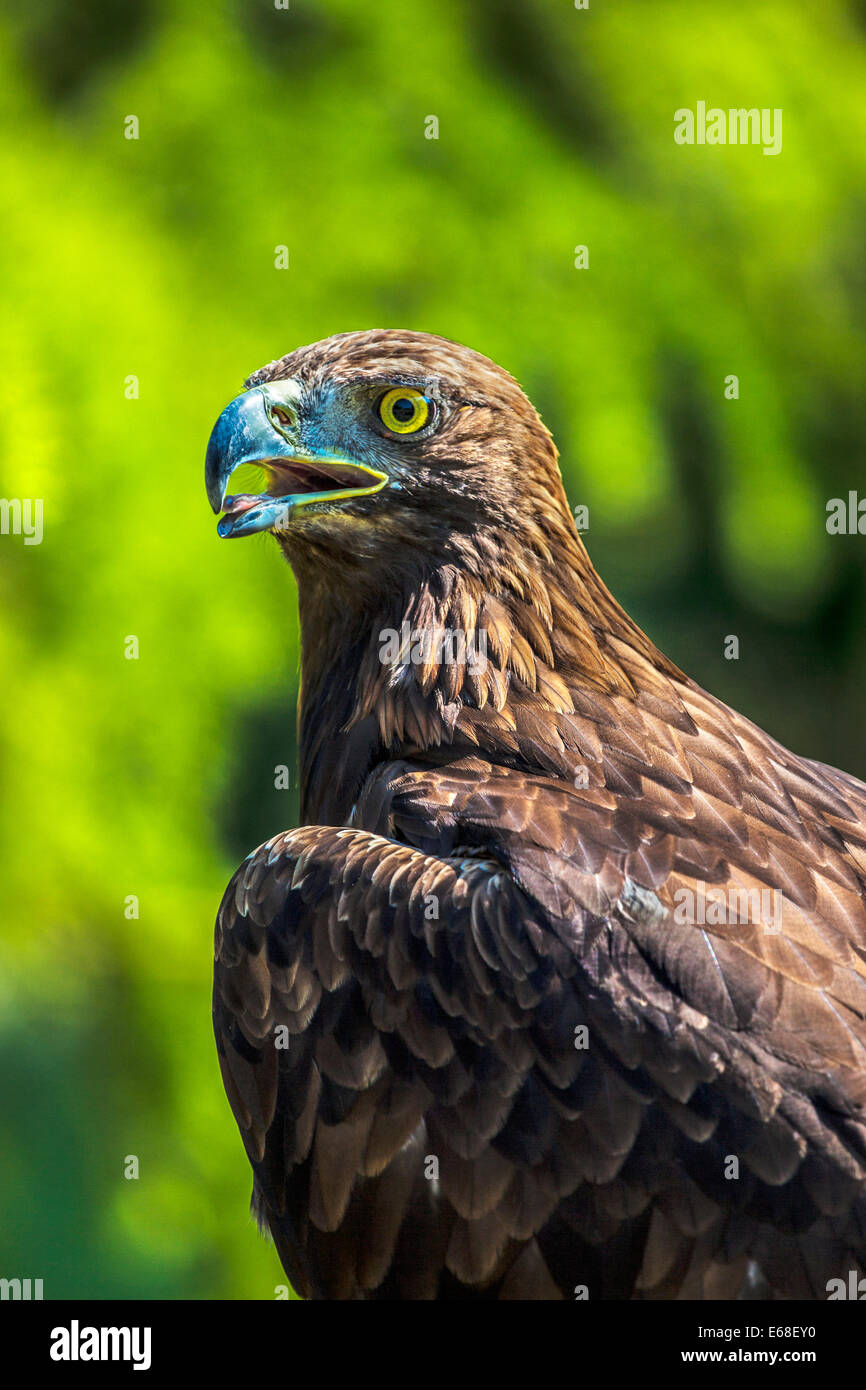 Un golden eagle, Aquila chrysaetos. Foto Stock