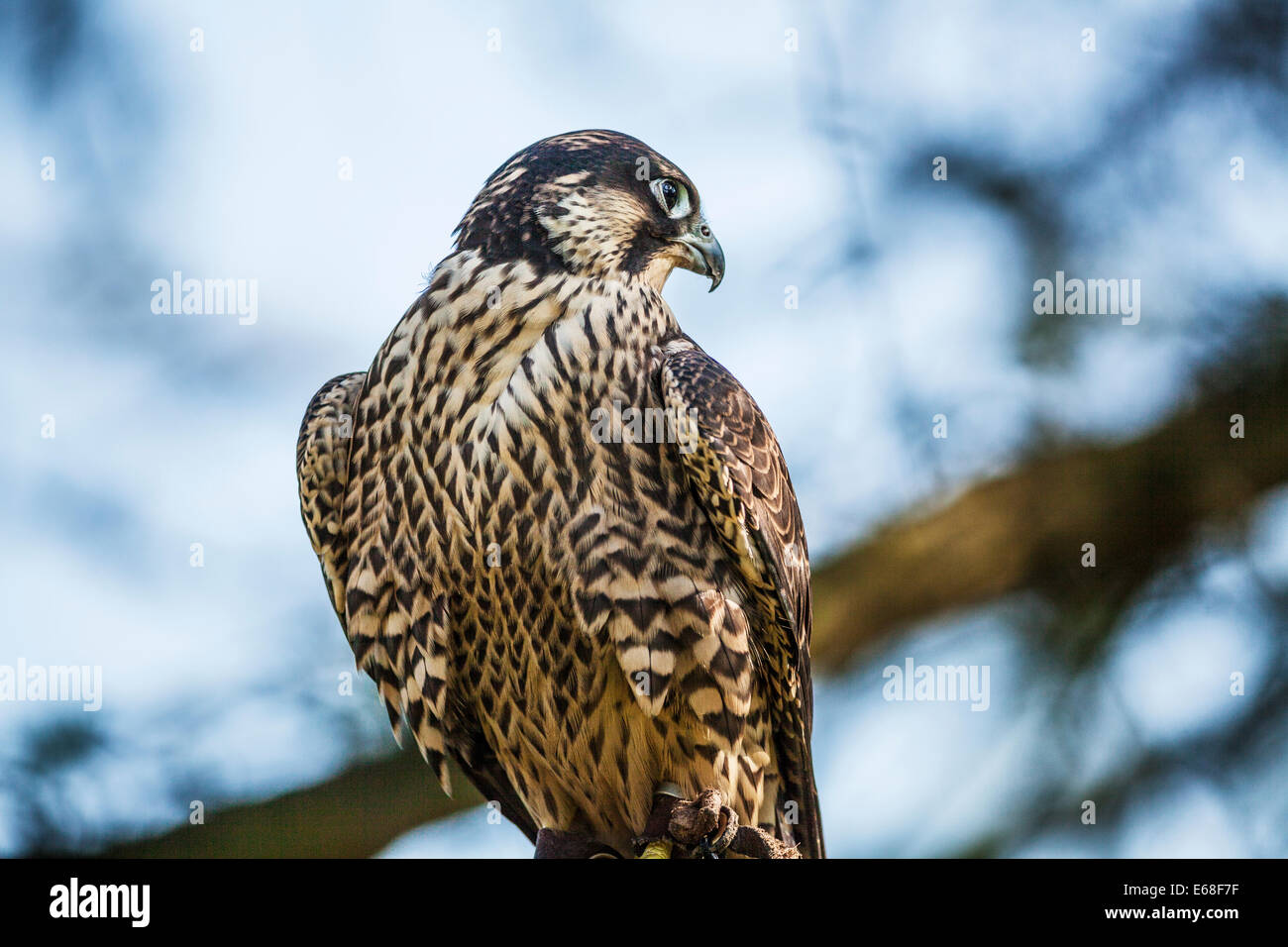 Un captive falco pellegrino, falco peregrinus Foto Stock