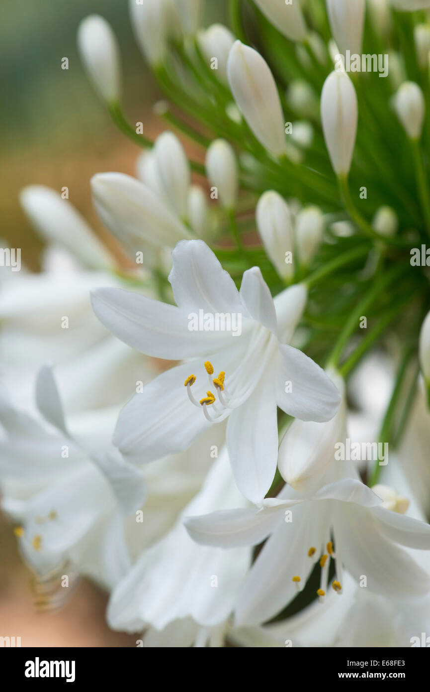 Agapanthus 'peter franklin". Giglio africano. Fiore bianco Agapanthus Foto Stock