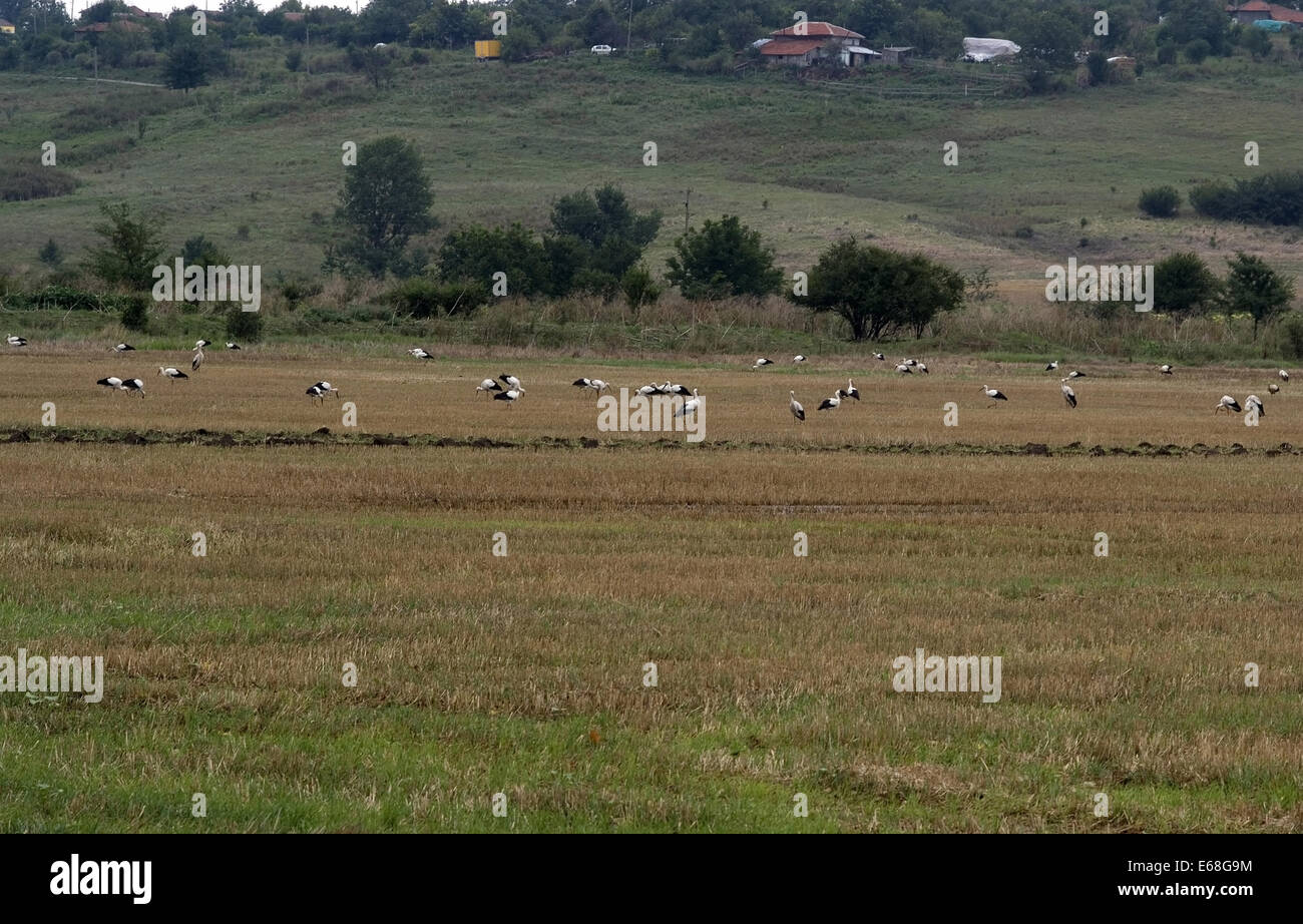 Strandja montagne, Bulgaria. Il 18 agosto 2014. Cicogne bianche di alimentazione e il ricovero di prima di volare a sud dalla loro riproduzione estiva motivi voce per loro motivi di svernamento in Africa. Autunno del viaggio è completata in circa trenta giorni di volo trovare cibo e acqua in rotta. Credito: Clifford Norton/Alamy Live News Foto Stock