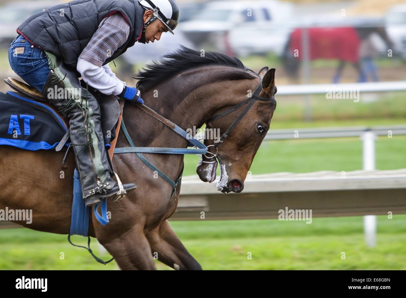 Un cavallo da corsa gareggia in una gara su un autodromo, un evento in cui i fantini cavalcano i cavalli per ottenere il tempo più veloce, mostrando sia la velocità dell'animale che l'abilità del fantino. Foto Stock