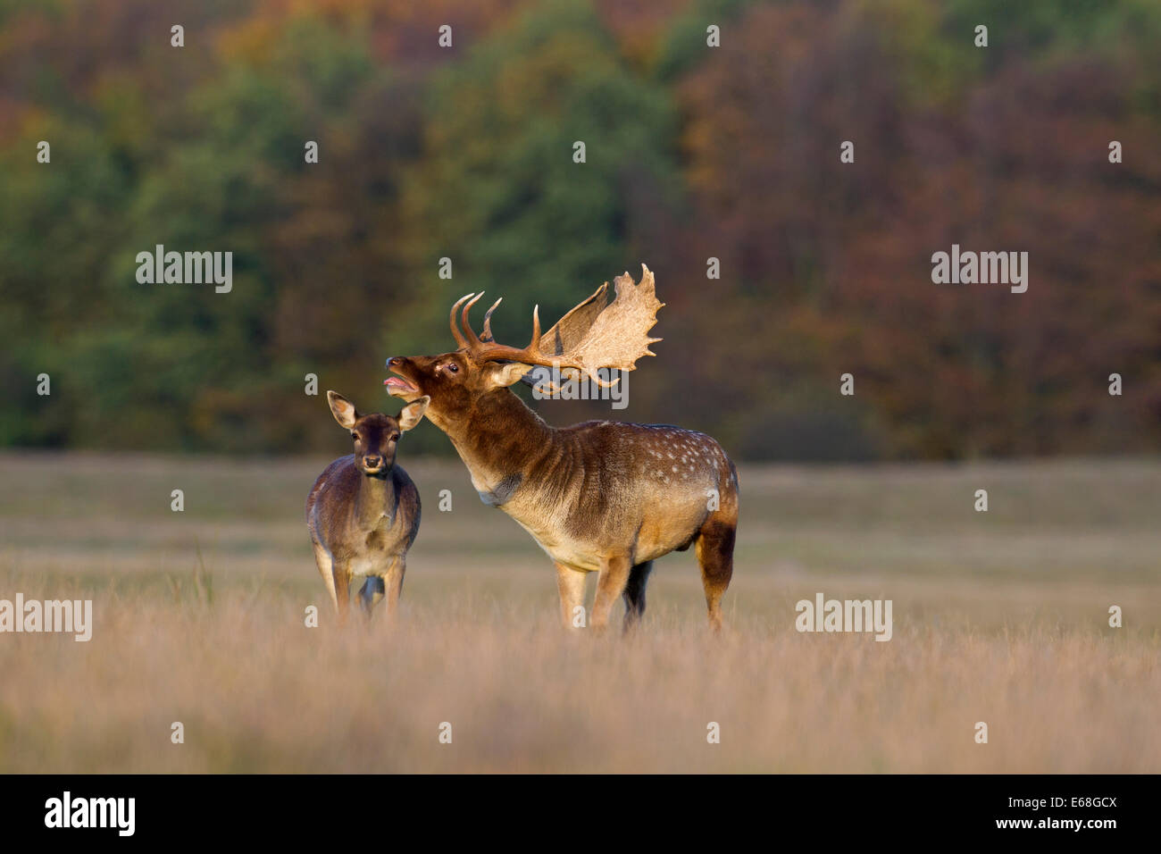 Daini (Dama Dama) buck checking out doe in calore sfiorando la linguetta durante la stagione di solchi in autunno Foto Stock