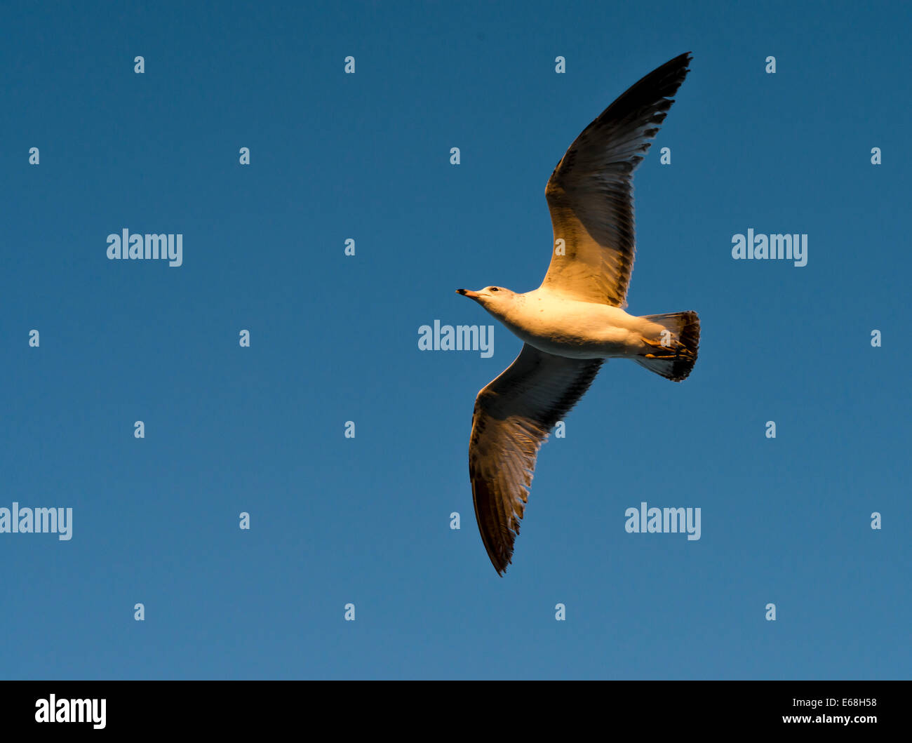 Un uccello che sta volando overhead a Ormond Beach, Florida Foto Stock