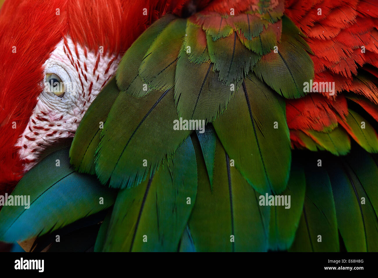 Iran, Yazd, verde-winged macaw o il verde e il rosso macaw mantenuta nei giardini dell'hotel nella città di Yazd Foto Stock