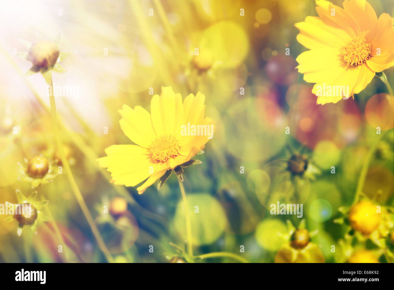 Il giallo dei fiori estivi con il sole splendente su sfondo bokeh di fondo Foto Stock