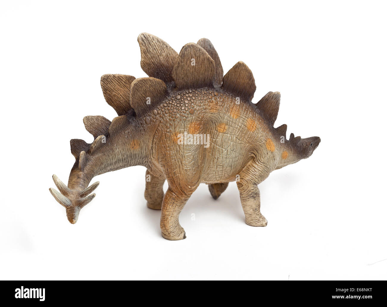 Dinosauro Stegosaurus modello di simulazione, che mostra picchi di coda, sfondo bianco intaglio Foto Stock