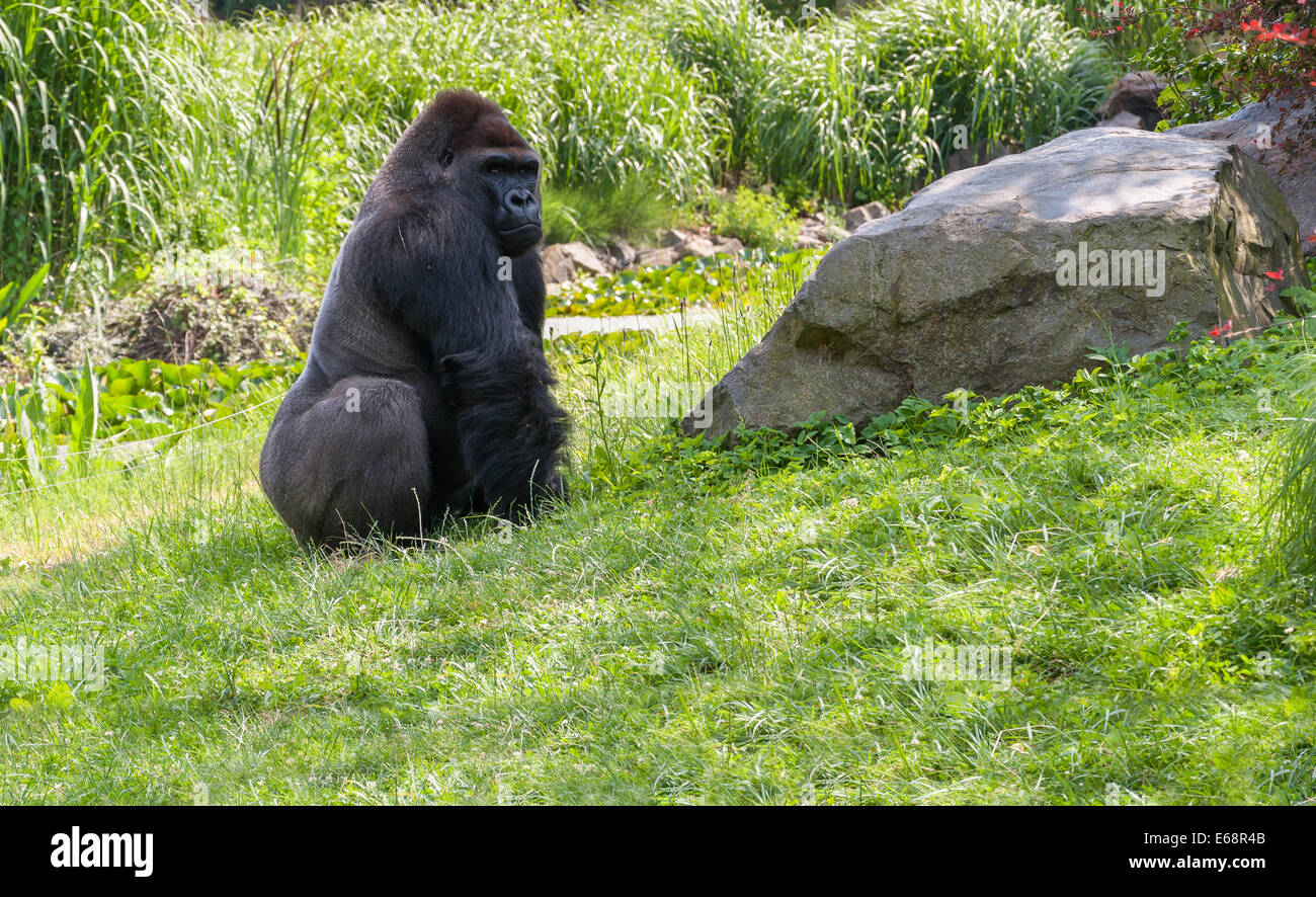 Grande gorilla nero seduto sull'erba Foto Stock
